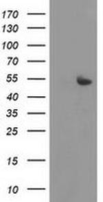 SHPK Antibody in Western Blot (WB)