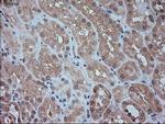 SIGLEC9 Antibody in Immunohistochemistry (Paraffin) (IHC (P))