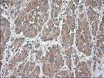 SIGLEC9 Antibody in Immunohistochemistry (Paraffin) (IHC (P))