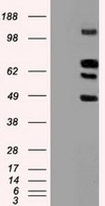 SIGLEC9 Antibody in Western Blot (WB)