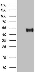 SLAMF7 Antibody in Western Blot (WB)