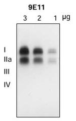 SLC18A2 Antibody in Western Blot (WB)