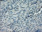 SLC2A5 Antibody in Immunohistochemistry (Paraffin) (IHC (P))