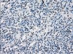 SLC7A8 Antibody in Immunohistochemistry (Paraffin) (IHC (P))