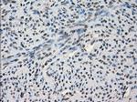 SLC7A8 Antibody in Immunohistochemistry (Paraffin) (IHC (P))