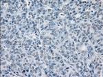 SLC7A8 Antibody in Immunohistochemistry (Paraffin) (IHC (P))