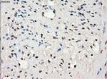 SLC7A8 Antibody in Immunohistochemistry (Paraffin) (IHC (P))