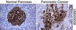 SLC7A8 Antibody in Immunohistochemistry (Paraffin) (IHC (P))