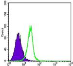 SMAD4 Antibody in Flow Cytometry (Flow)