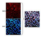 SMC4 Antibody in Immunocytochemistry (ICC/IF)