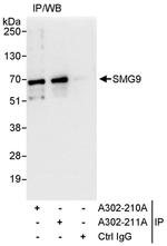 SMG9 Antibody in Immunoprecipitation (IP)