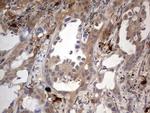 SMPD1 Antibody in Immunohistochemistry (Paraffin) (IHC (P))