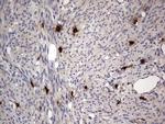 SMPD1 Antibody in Immunohistochemistry (Paraffin) (IHC (P))