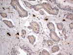 SMPD1 Antibody in Immunohistochemistry (Paraffin) (IHC (P))