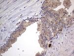 SMPD1 Antibody in Immunohistochemistry (Paraffin) (IHC (P))