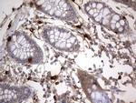 SMPD1 Antibody in Immunohistochemistry (Paraffin) (IHC (P))