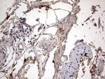 SMPD1 Antibody in Immunohistochemistry (Paraffin) (IHC (P))