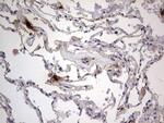 SMPD1 Antibody in Immunohistochemistry (Paraffin) (IHC (P))