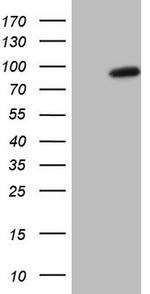 SMURF2 Antibody in Western Blot (WB)