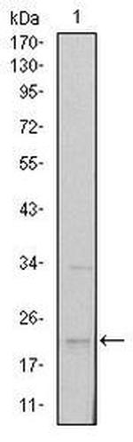 SNAIL Antibody in Western Blot (WB)