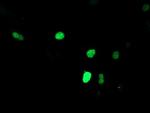 SNAI2 Antibody in Immunocytochemistry (ICC/IF)