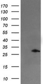 SNAI2 Antibody in Western Blot (WB)