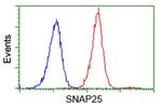 SNAP25 Antibody in Flow Cytometry (Flow)