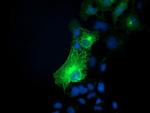 SNAP25 Antibody in Immunocytochemistry (ICC/IF)