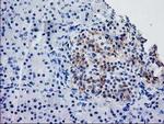 SNAP25 Antibody in Immunohistochemistry (Paraffin) (IHC (P))