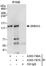 SNM1A Antibody in Immunoprecipitation (IP)