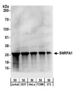 SNRPA1 Antibody in Western Blot (WB)