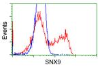 SNX9 Antibody in Flow Cytometry (Flow)