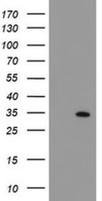 SOCS3 Antibody in Western Blot (WB)