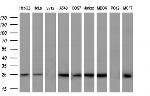 SOCS3 Antibody in Western Blot (WB)