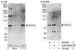 SOX13 Antibody in Western Blot (WB)