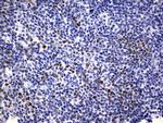 SOX9 Antibody in Immunohistochemistry (Paraffin) (IHC (P))