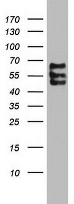 SOX9 Antibody in Western Blot (WB)