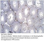 SPACA3 Antibody in Immunohistochemistry (IHC)