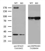 SPAG5 Antibody in Western Blot (WB)