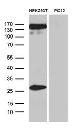 SPAG5 Antibody in Western Blot (WB)