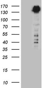 SPAG5 Antibody in Western Blot (WB)