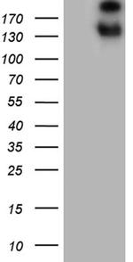 SPAG5 Antibody in Western Blot (WB)