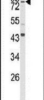 SPG20 Antibody in Western Blot (WB)