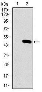 PU.1 Antibody in Western Blot (WB)