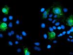 SPINT1 Antibody in Immunocytochemistry (ICC/IF)