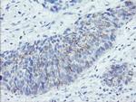 SPINT1 Antibody in Immunohistochemistry (Paraffin) (IHC (P))