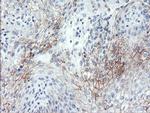 SPINT1 Antibody in Immunohistochemistry (Paraffin) (IHC (P))