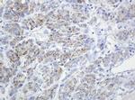 SPN Antibody in Immunohistochemistry (Paraffin) (IHC (P))