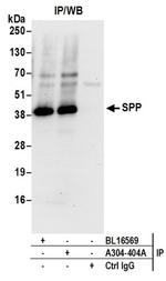 SPP Antibody in Western Blot (WB)