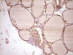 SPP1 Antibody in Immunohistochemistry (Paraffin) (IHC (P))